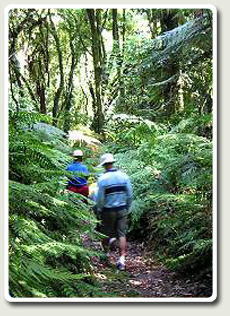 Easy walking track