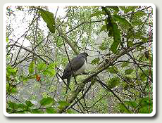 Pigeon spotted in the trees