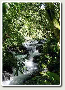 Rapids beside the Track