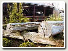 Logs by the sawmill